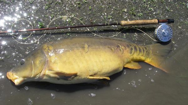 fish :) - carp-fishing-tips.jpg